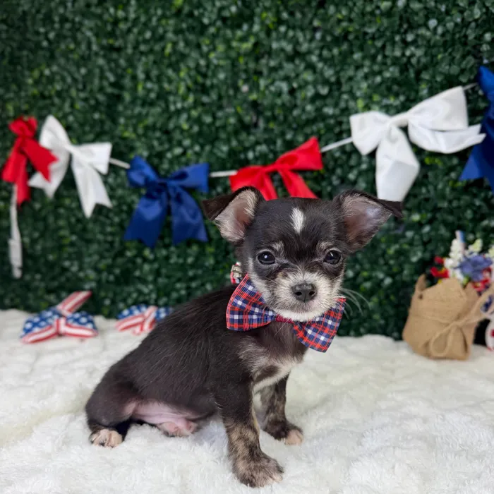 Male Maltese-Chihuahua puppy named Bean for sale at Puppy Dreams - Garland.