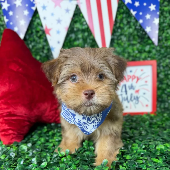 Male Havashire puppy named Choco for sale at Puppy Dreams - North Richland Hills.