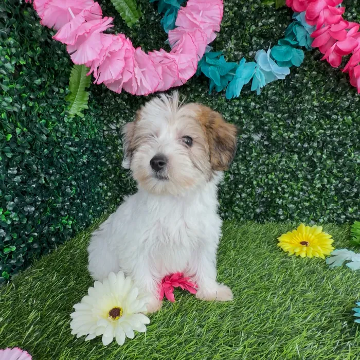 Female Yochon puppy named Sabertooth for sale at Puppy Dreams - Denton.