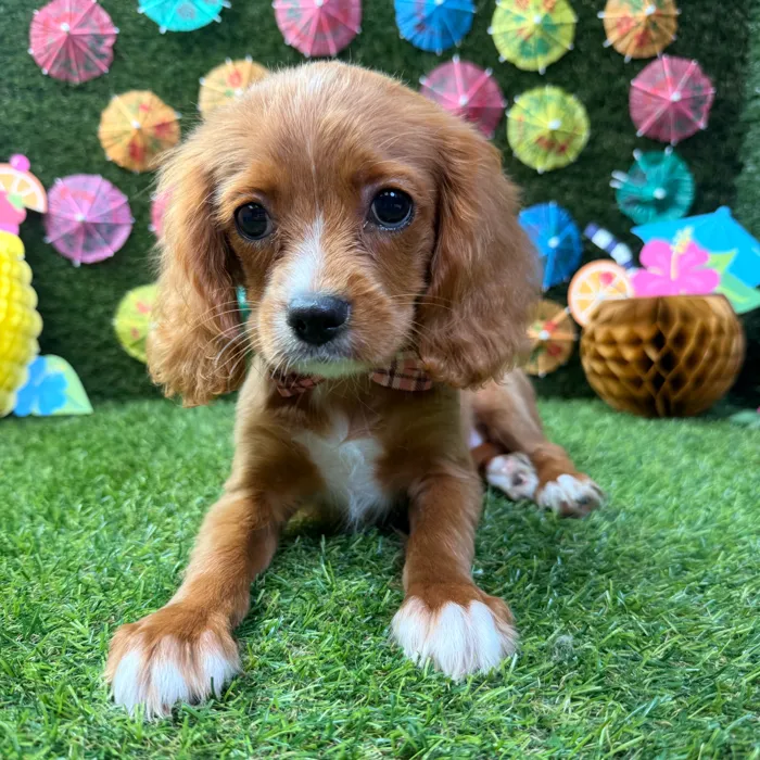 Male Cavapoo puppy named Finn for sale at Puppy Dreams - Carrollton.