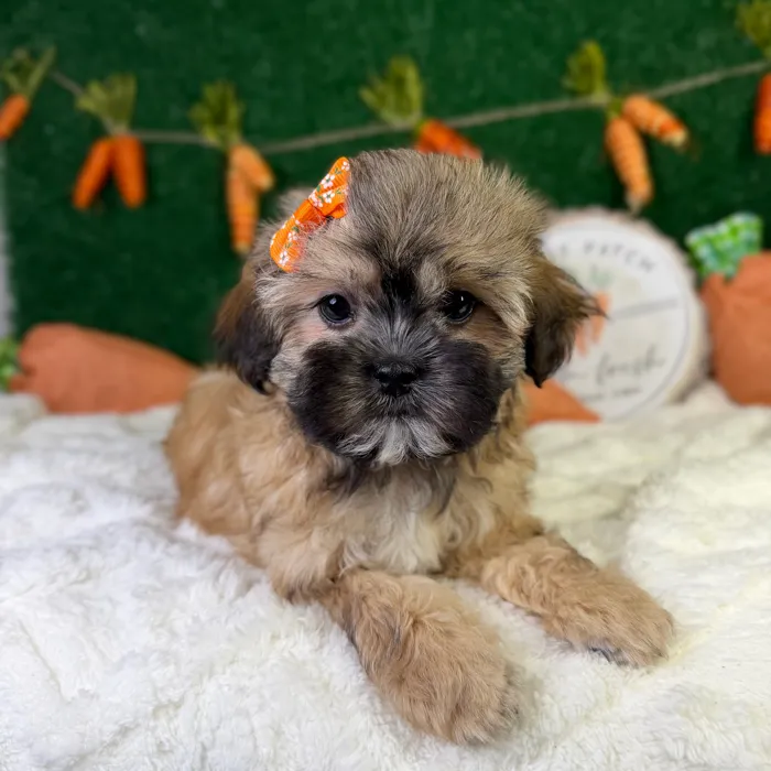 Female Shipoo puppy named Darla for sale at Puppy Dreams - Garland.