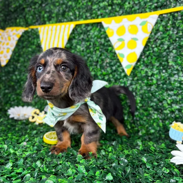 Male Dachshund puppy named Milo for sale at Puppy Dreams - North Richland Hills.