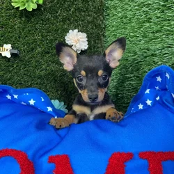 Male Chihuahua puppy named Buzz for sale at Puppy Dreams - Carrollton.
