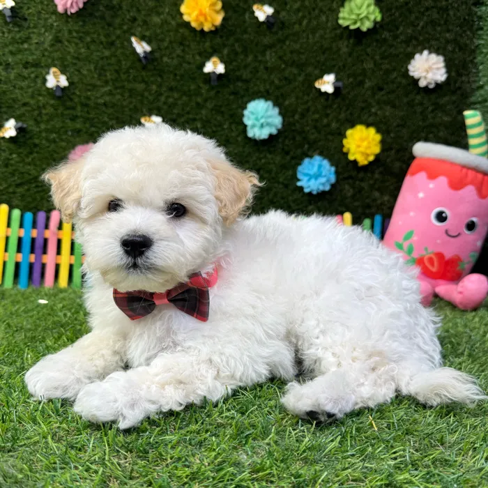 Male Bichon-Poodle puppy named Ollie for sale at Puppy Dreams - Carrollton.