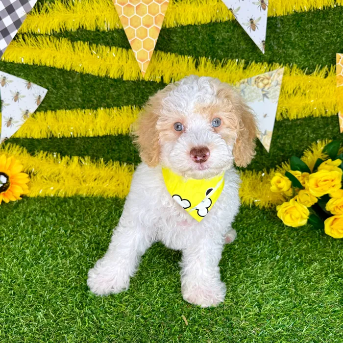 Male Mini Poodle puppy named Ken for sale at Puppy Dreams - Arlington.