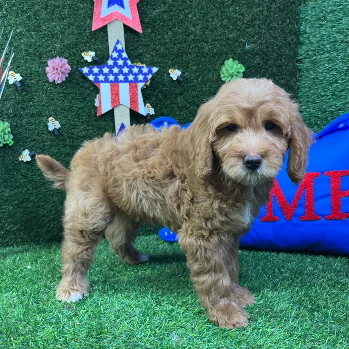 Female Mini Goldendoodle puppy named April for sale at Puppy Dreams - Carrollton.