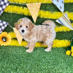 Female Bichon-Poodle puppy named Emi for sale at Puppy Dreams - Arlington.