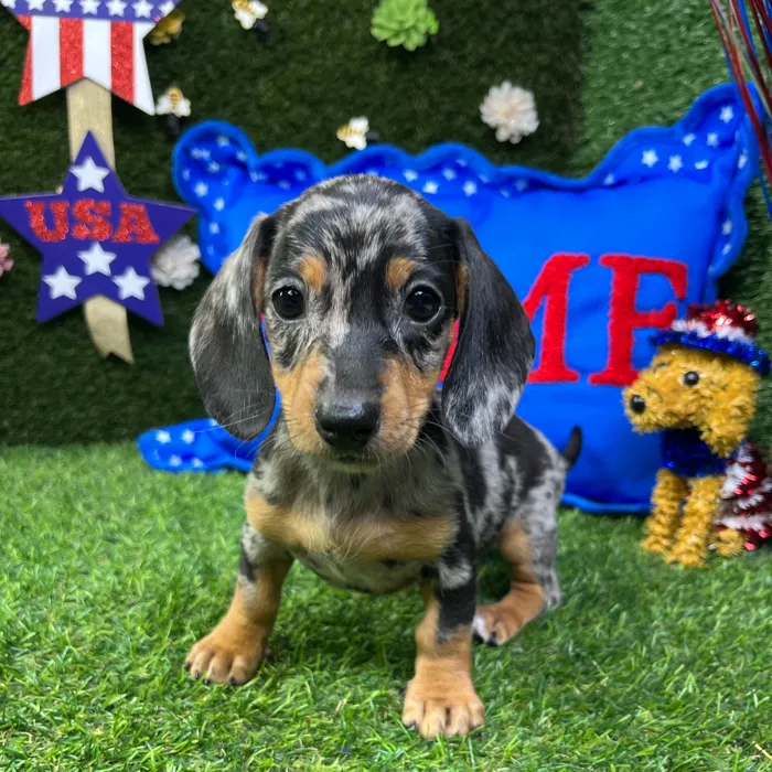 Female Dachshund puppy named Hermione for sale at Puppy Dreams - Carrollton.