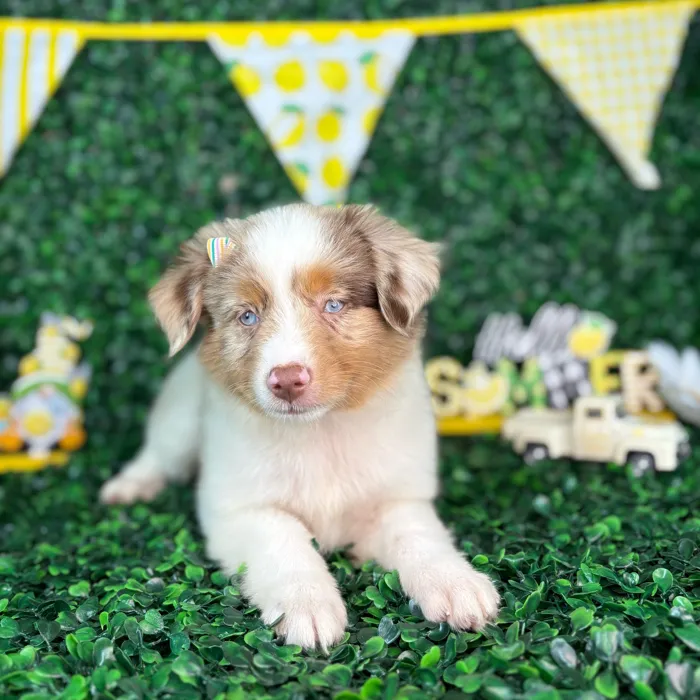 Female Mini Aussie puppy named Stella for sale at Puppy Dreams - North Richland Hills.