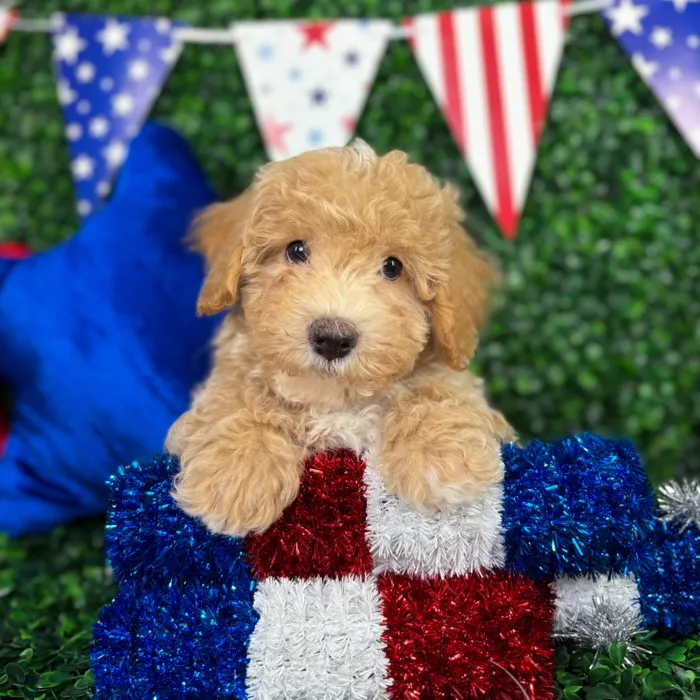 Male Bichon-Poodle puppy named Scooby for sale at Puppy Dreams - North Richland Hills.