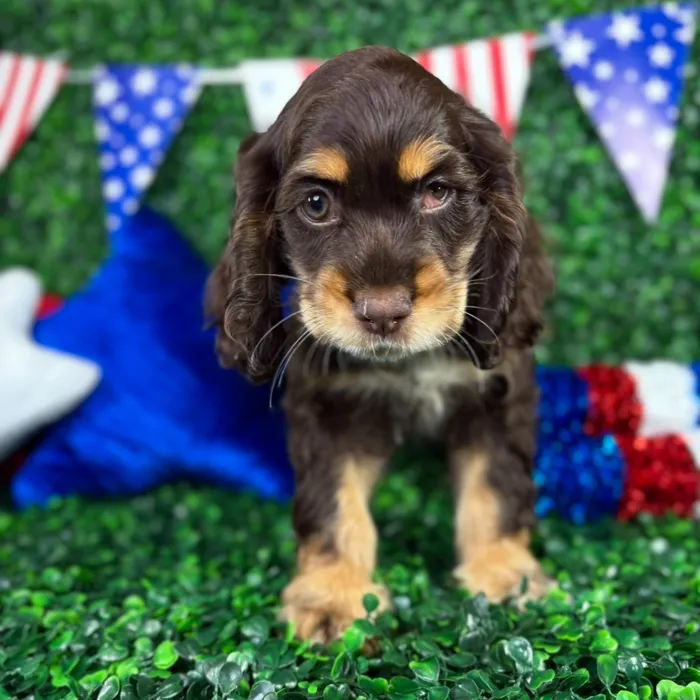 Female Cocker Spaniel puppy named Fetti for sale at Puppy Dreams - North Richland Hills.