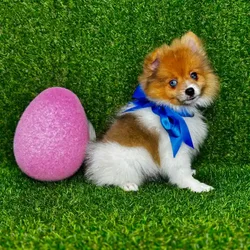 car_main_img_/media/ap_media/pets/YZPYDRQPRDZL114406.webp.250x250_q85.webp