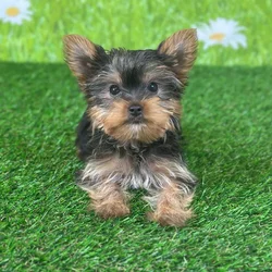 car_main_img_/media/ap_media/pets/YZXRQVYZSVPE125077.webp.250x250_q85.webp