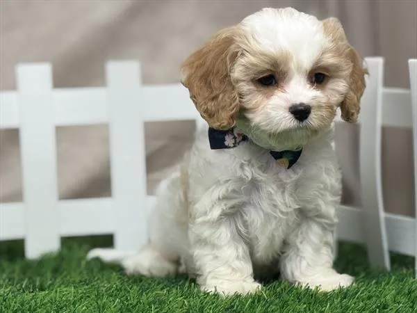 Male Cavapoo puppy named Peanut for sale at Puppy Dreams - Arlington.