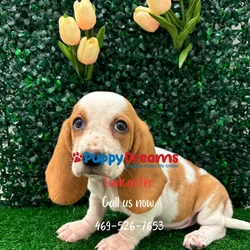 car_main_img_/media/ap_media/pets/ZBHBSPYTBSJP127534.webp.250x250_q85.webp