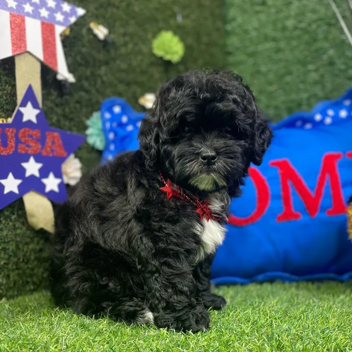 Male Shipoo puppy named Augie for sale at Puppy Dreams - Carrollton.