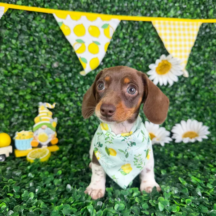 Female Dachshund puppy named Willow for sale at Puppy Dreams - North Richland Hills.