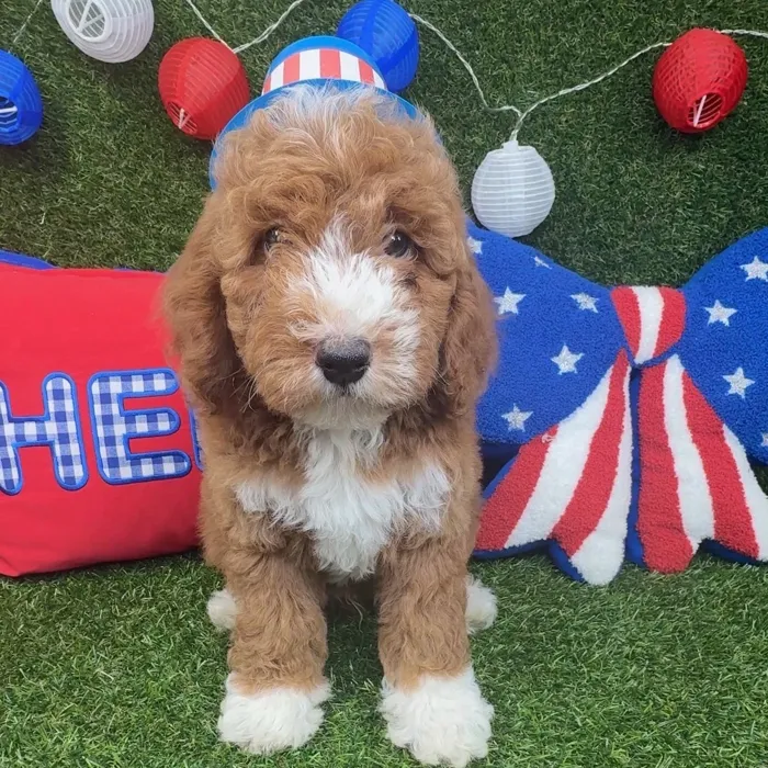 Male Mini Goldendoodle puppy named Ollie for sale at Puppy Dreams - Arlington.