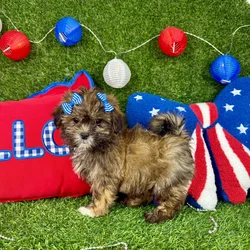 Female Malshi puppy named Bella for sale at Puppy Dreams - Arlington.