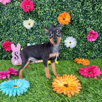 Male Min Pin puppy named Chela for sale at Puppy Dreams - Denton.