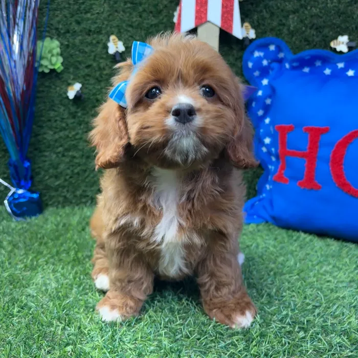 Female Cavapoo puppy named Ruby for sale at Puppy Dreams - Carrollton.