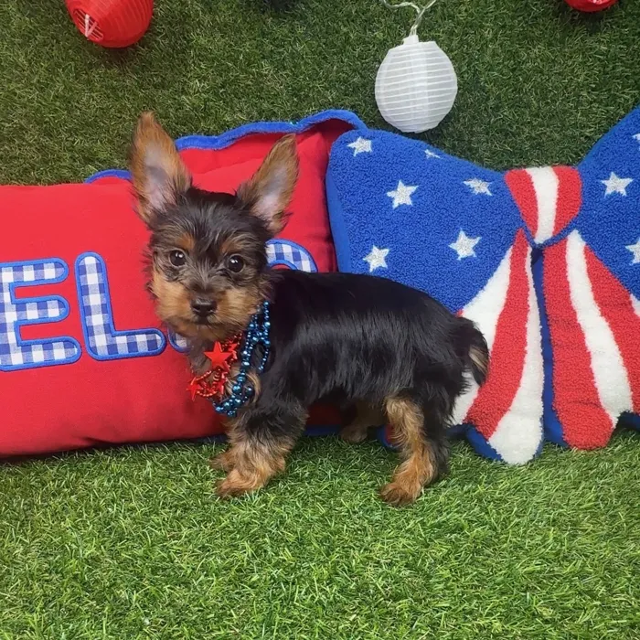 Male Yorkie puppy named Slider for sale at Puppy Dreams - Arlington.