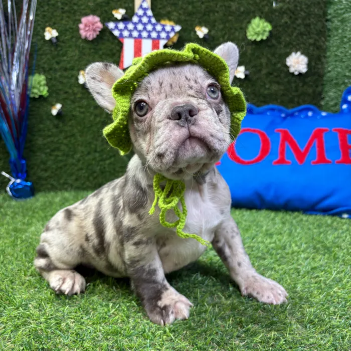 Female French Bulldog puppy named Zara for sale at Puppy Dreams - Carrollton.