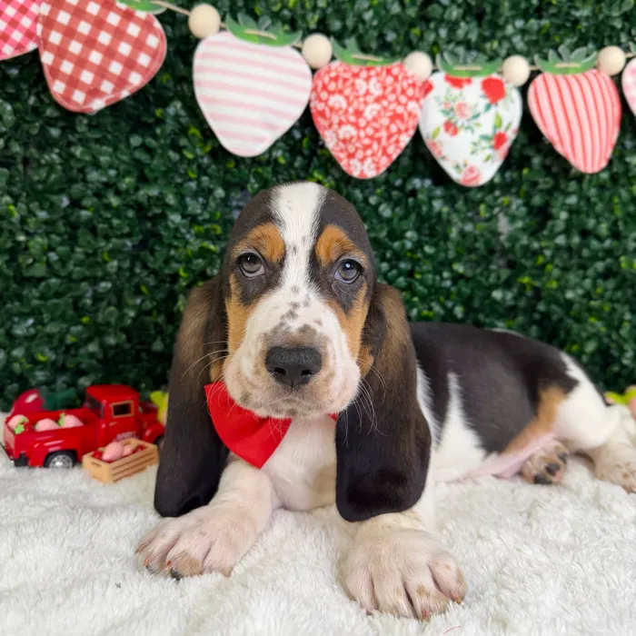 Male Basset Hound puppy named Sunny for sale at Puppy Dreams - Garland.