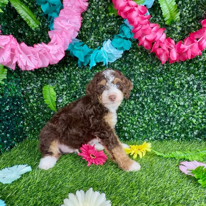 Male Bernedoodle Mini puppy named Rocky Road for sale at Puppy Dreams - Denton.