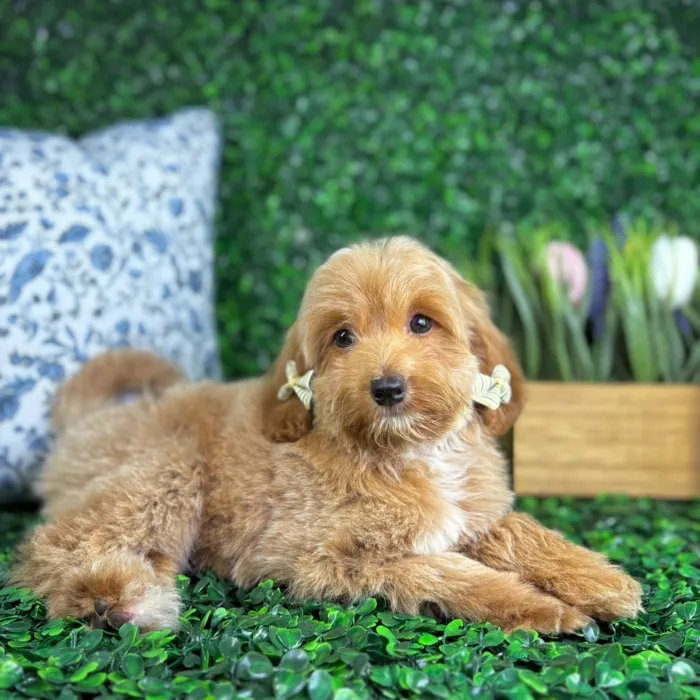 Female Mini Goldendoodle puppy named Rory for sale at Puppy Dreams - North Richland Hills.