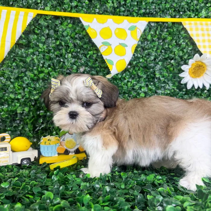 Female Teddy Bear puppy named Stella for sale at Puppy Dreams - North Richland Hills.