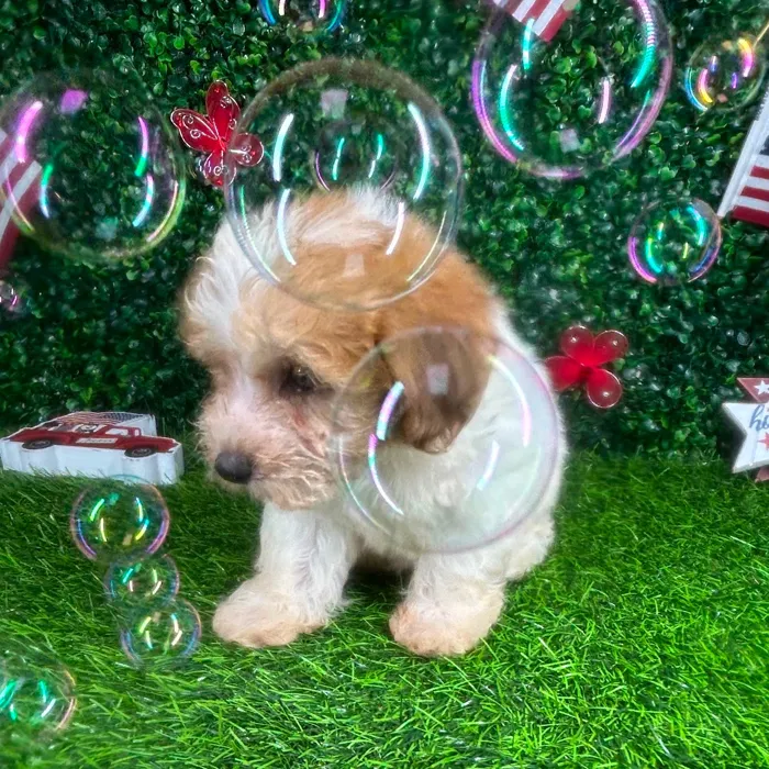 Male Havapoo puppy named *Oatmeal* for sale at Puppy Dreams - Mansfield.