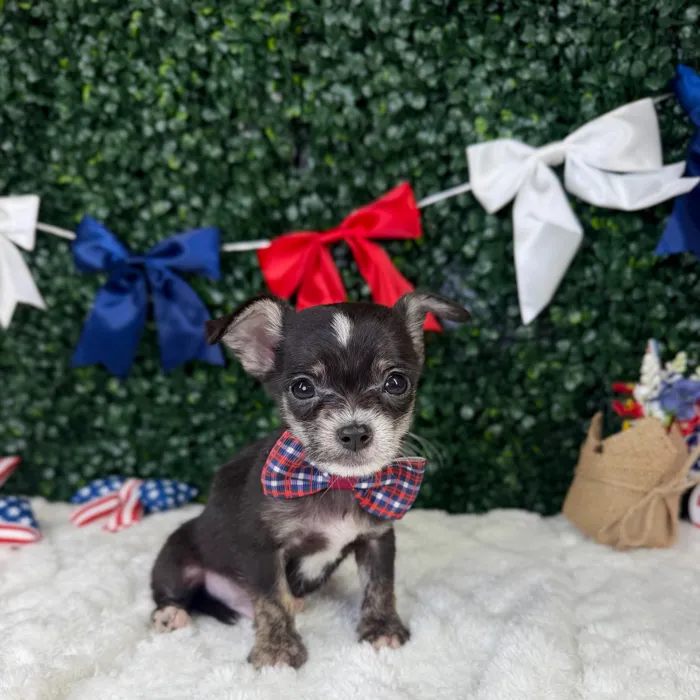 Male Maltese-Chihuahua puppy named Bean for sale at Puppy Dreams - Garland.