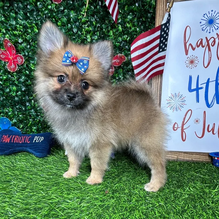 Female Pomeranian puppy named *Freedom* for sale at Puppy Dreams - Mansfield.
