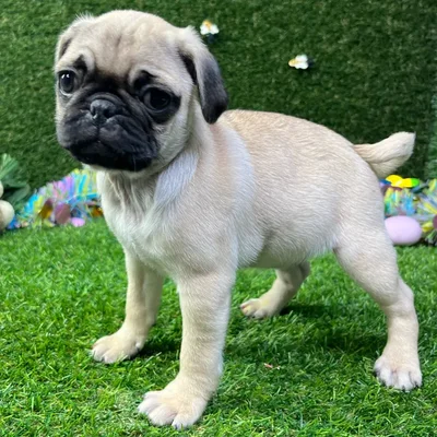 Female Pug puppy named Squish for sale at Puppy Dreams - Carrollton.