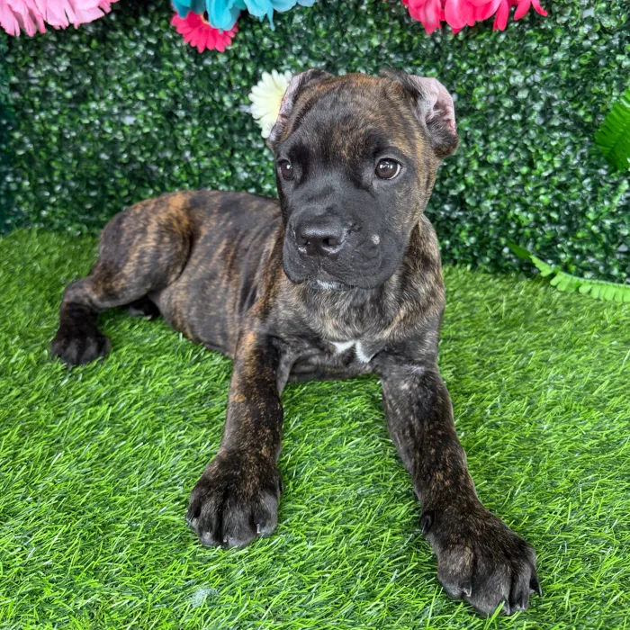 Female Cane Corso puppy named Patty Melt for sale at Puppy Dreams - Denton.