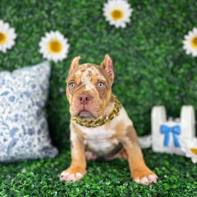 Male American Bully puppy named Zeus for sale at Puppy Dreams - North Richland Hills.
