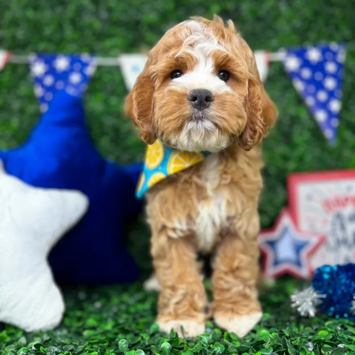 Male Cockapoo puppy named Archie for sale at Puppy Dreams - North Richland Hills.