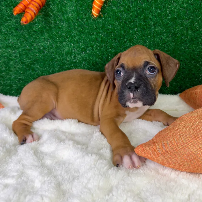 Male Boxer puppy named Buster for sale at Puppy Dreams - Garland.
