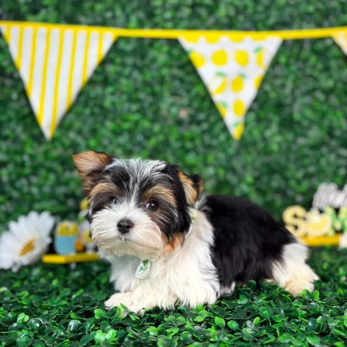 Male Yorkie puppy named Winston for sale at Puppy Dreams - North Richland Hills.
