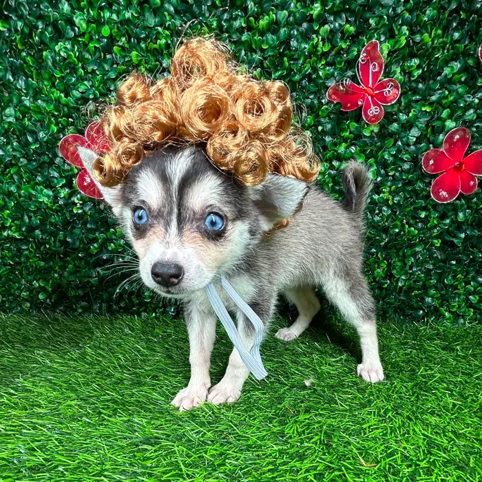 Female Alaskan Klee Kai puppy named *Barbara* for sale at Puppy Dreams - Mansfield.