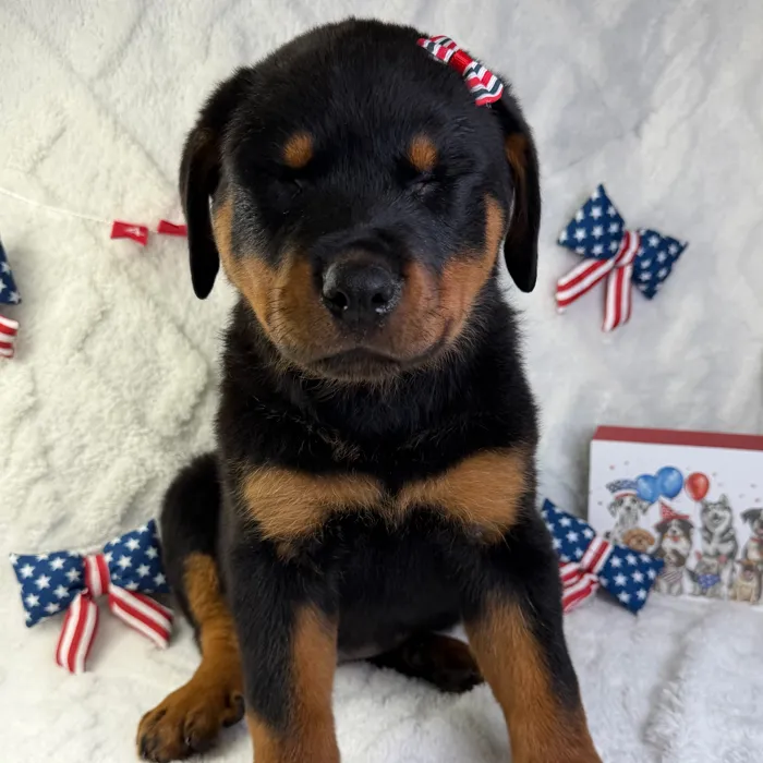 Female Rottweiler puppy named Lily for sale at Puppy Dreams - Garland.