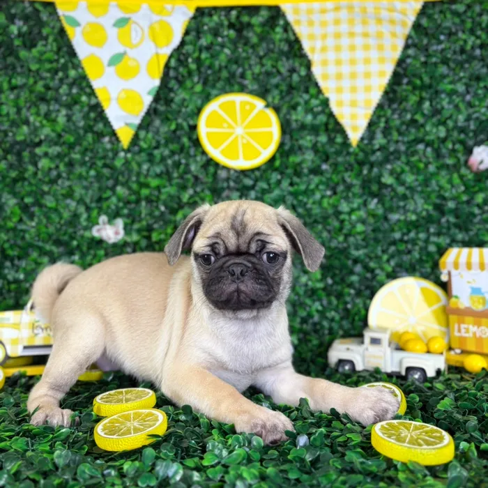 Female Pug puppy named Lola for sale at Puppy Dreams - North Richland Hills.