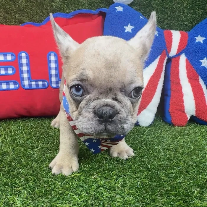 Male French Bulldog puppy named Pongo for sale at Puppy Dreams - Arlington.