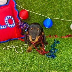 Male Dachshund puppy named Michael for sale at Puppy Dreams - Arlington.