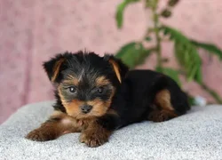 car_main_img_/media/ap_media/pets/ZLVMAYRMDCEU124636.webp.250x250_q85.webp