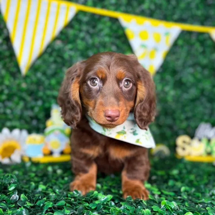 Male Dachshund puppy named Oreo for sale at Puppy Dreams - North Richland Hills.