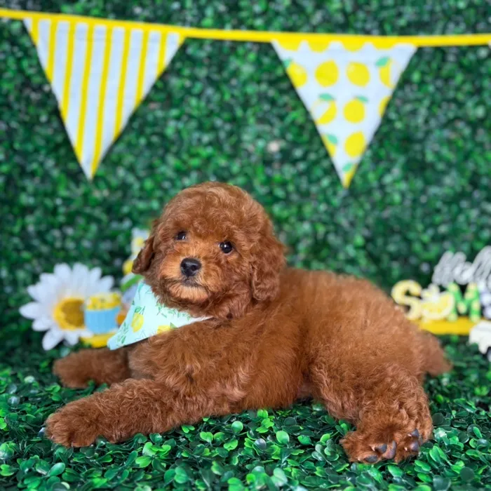Male Poodle Toy puppy named Bear for sale at Puppy Dreams - North Richland Hills.