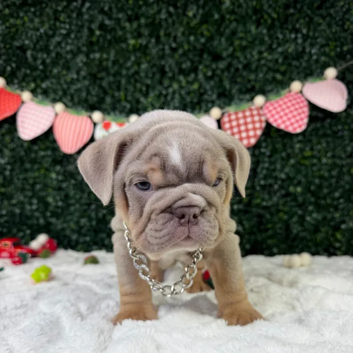 Male English Bulldog puppy named Whopper for sale at Puppy Dreams - Garland.
