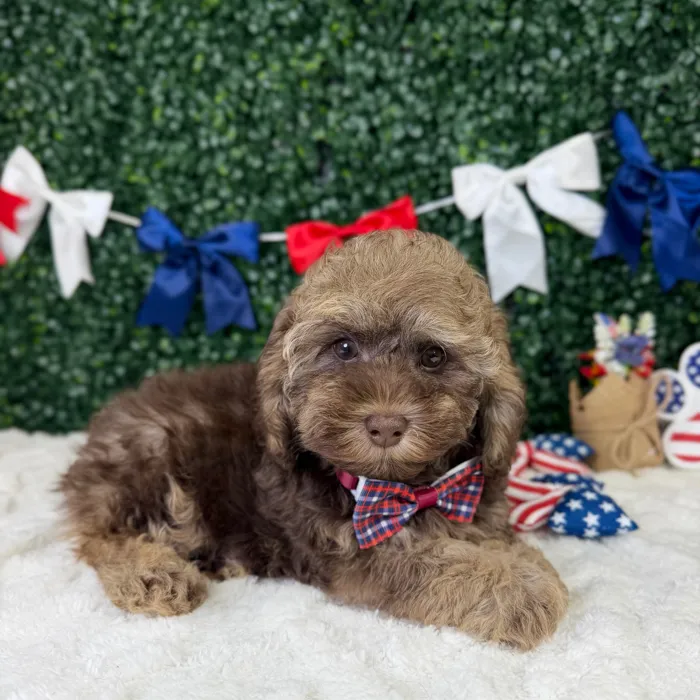 Male Cockapoo puppy named Murphy for sale at Puppy Dreams - Garland.